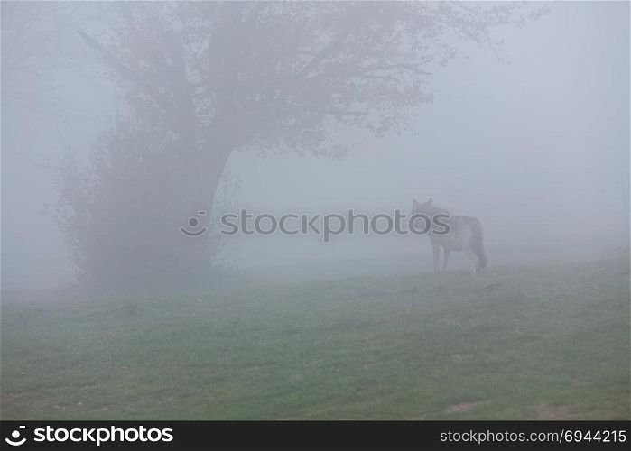European wolf going away in a foggy forest. European gray wolf