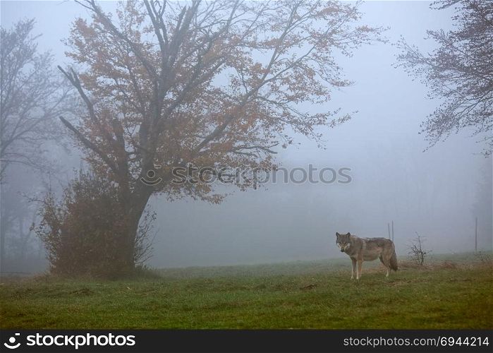 European wolf in a foggy forest. European gray wolf