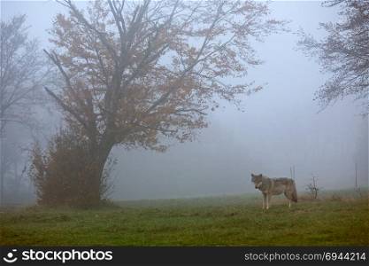 European wolf in a foggy forest. European gray wolf