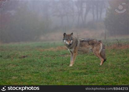 European wolf in a foggy woods. European gray wolf