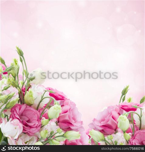 eustoma flower meadow with pink bokeh copy space. eustoma flower meadow