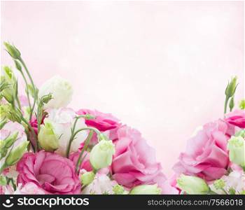 eustoma flower meadow with pink bokeh copy space. eustoma flower meadow