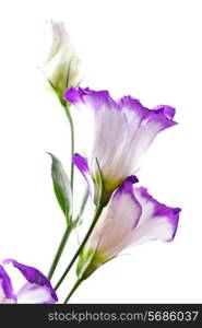 Eustoma isolated on white