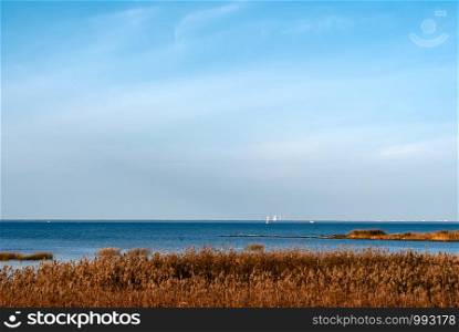 evening at shoreline with reed. Yellow reed on a sea shore, autumn colored