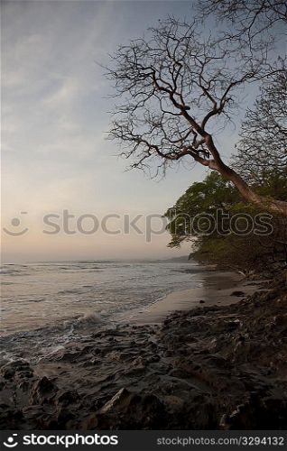 evening at the ocean with a bare tree overhanging the water at Costa Rica
