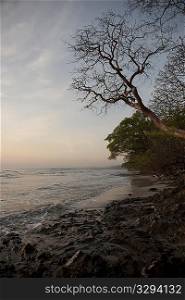 evening at the ocean with a bare tree overhanging the water at Costa Rica