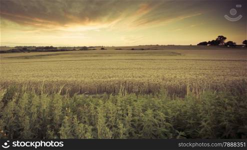 Evening landscape. Beautiful sunset or sunrise over summer field meadow with dramatic sky, Image in vintage retro style