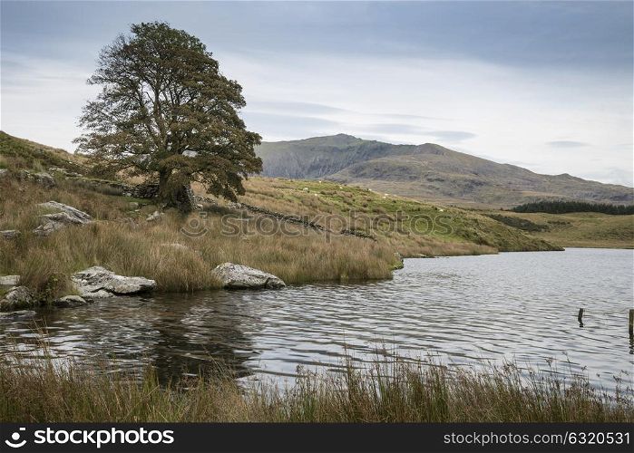 Evening landscape image of Llyn y Dywarchen lake in Snowdonia National Park