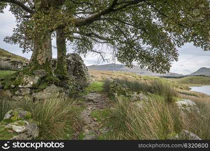 Evening landscape image of Llyn y Dywarchen lake in Snowdonia National Park