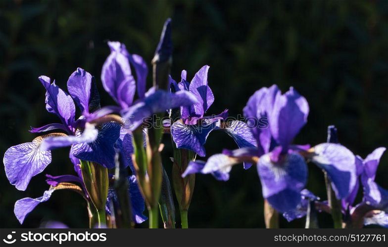 Evening light on Iris purple flag flowers