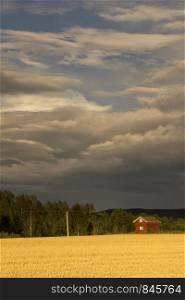 Evening light with heavy clouds above falured house in a rural landscape near the Swedish village Djuras. Evening near Djuras
