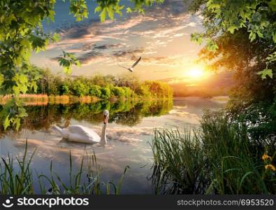 Evening on the river in the forest and swan
