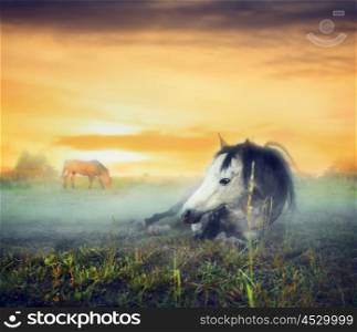 Evening pasture at sunset with horses resting in the fog
