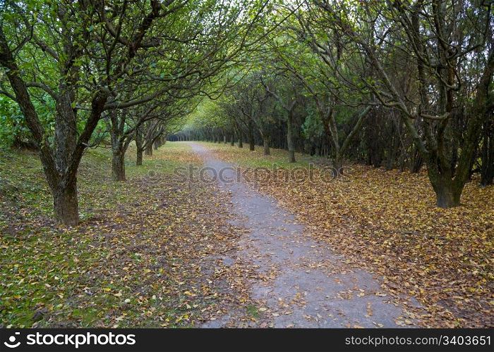 Evening pedestrian path in autumn garden with big trees