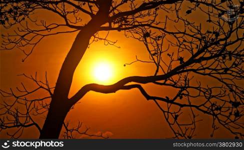 Evening scene with sun go down, sky in brilliant orange, silhouette of branch of tree in sunset