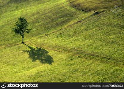 Evening shadow from a tree on a mountain slope near the village Amden in Switzerland. shadow from a tree