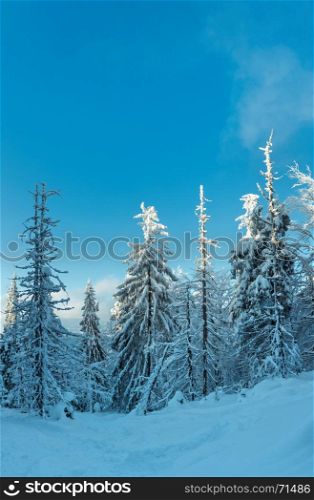 Evening shadows in winter snowy fir forest and sunlight on tree tops (Carpathians, Ukraine). Three shots stitch image.