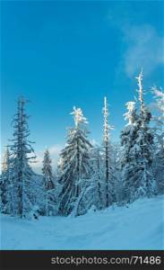 Evening shadows in winter snowy fir forest and sunlight on tree tops (Carpathians, Ukraine). Three shots stitch image.