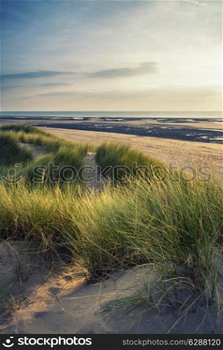 Evening Summer landscape over grassy sand dunes on beach with Instagram effect filter