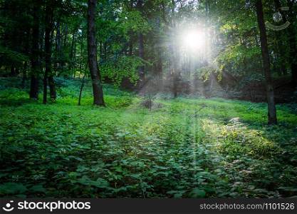 Evening sun between the trees in the deep forest