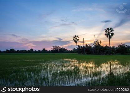 Evening sun in the rice field