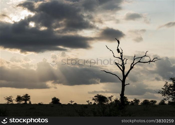 evening sunset in krugerpark with sunlight and vultures in the trees