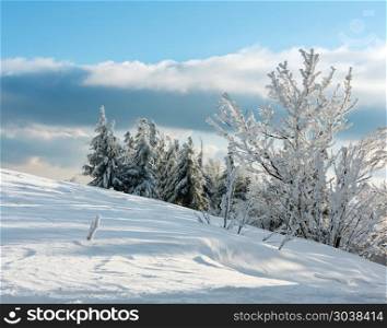 Evening winter calm mountain landscape with beautiful frosting trees and snowdrifts on slope (Carpathian Mountains, Ukraine). Winter mountain snowy landscape