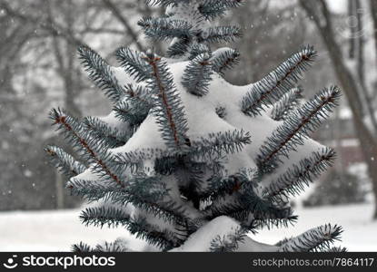 Evergreen branches covered in snow.