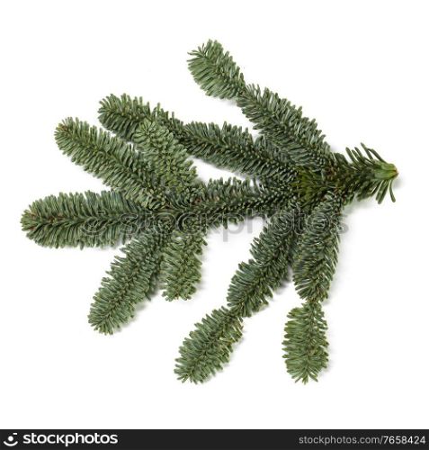 Evergreen christmas fir pine tree branch isolated on white background for design. Fir tree branch on white