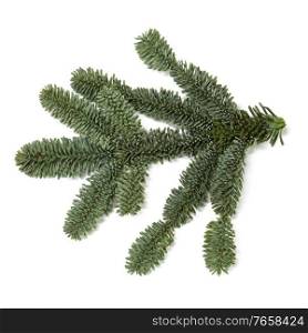 Evergreen christmas fir pine tree branch isolated on white background for design. Fir tree branch on white