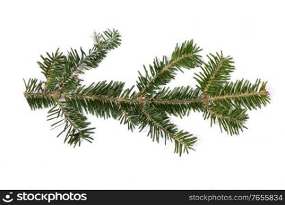 Evergreen christmas fir pine tree branch on white background. Fir tree branch on white