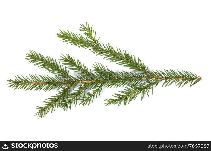Evergreen christmas fir pine tree branch on white background. Fir tree branch on white