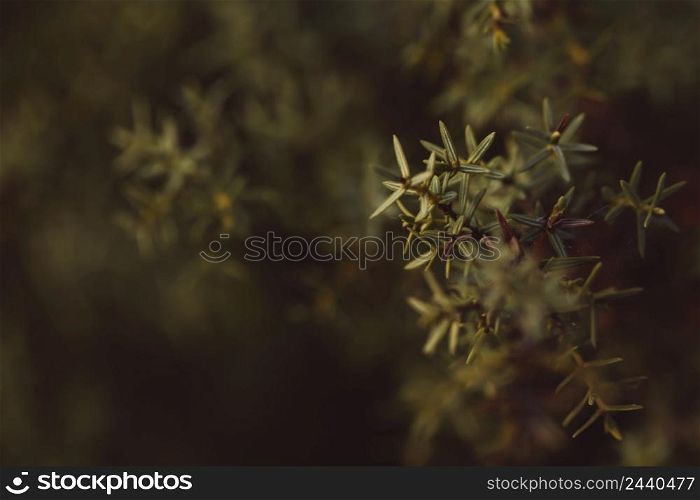 evergreen coniferous with blurred background