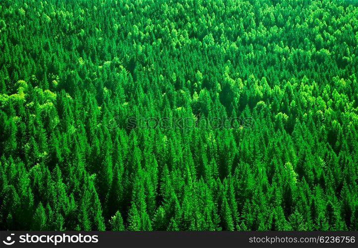 Evergreen fir tree background, bird eye view on fresh pine forest, beautiful abstract natural backdrop, beauty of wild nature&#xA;