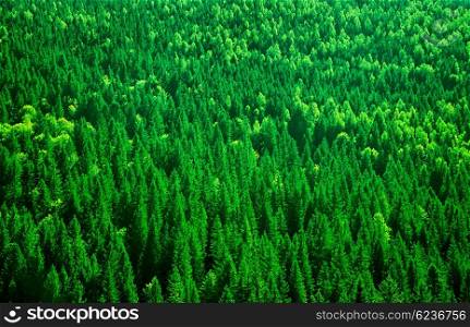 Evergreen fir tree background, bird eye view on fresh pine forest, beautiful abstract natural backdrop, beauty of wild nature&#xA;