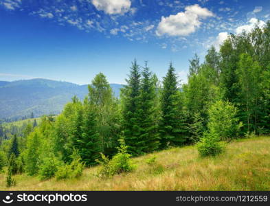 Evergreen fir trees in mountains and blue sky