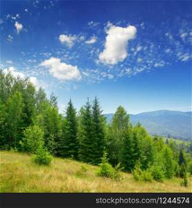 Evergreen fir trees in mountains and blue sky