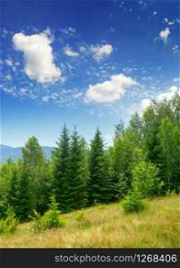 Evergreen fir trees in mountains and blue sky