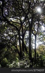 Evergreen forest in Horton plains national park, Sri Lanka