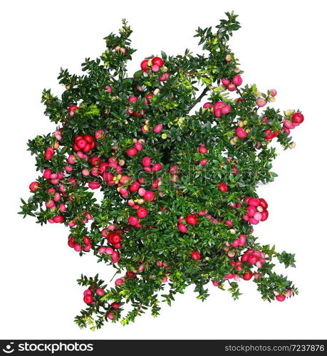 Evergreen Gaultheria mucronata plant with red berries isolated on white background