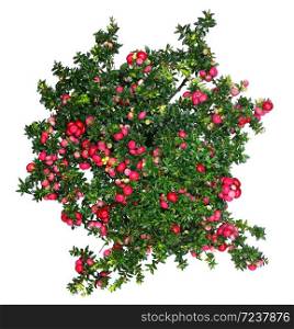 Evergreen Gaultheria mucronata plant with red berries isolated on white background