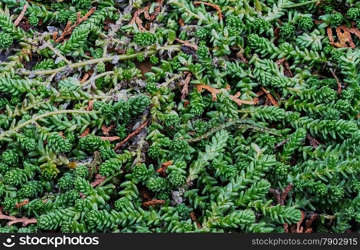 Evergreen ornamental grass closeup in the garden