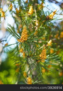 Evergreen pollination on fir tree at closeup in forest