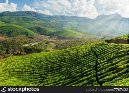 Evergreen Tea plantations of indian tea, Munnar, Kerala, South India. Tea plantations in India