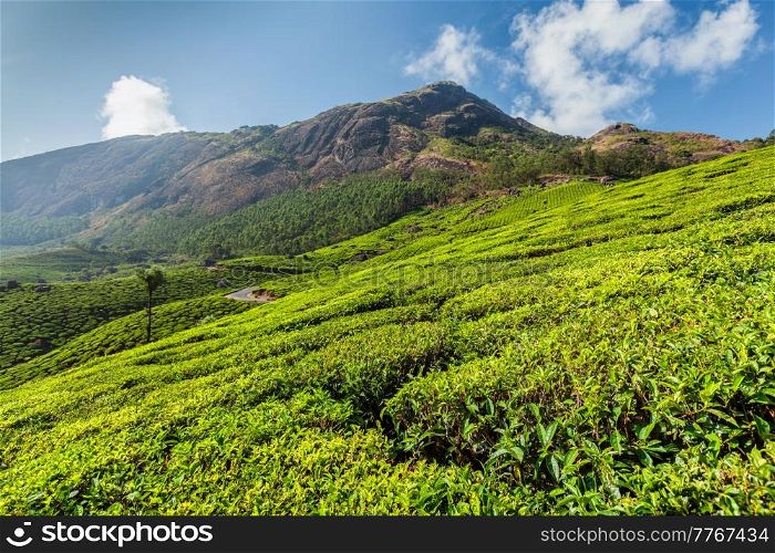 Evergreen Tea plantations of indian tea, Munnar, Kerala, South India. Tea plantations in India