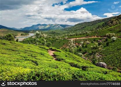 Evergreen tea plantations of indian tea, Munnar, Kerala, South India. Tea plantations in India