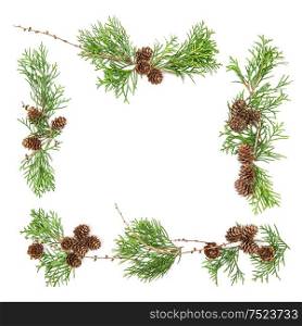 Evergreen tree branches with cones on white. Christmas background. Floral flat lay frame