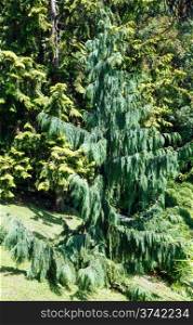 Evergreen tree in beautiful summer city park grove with subtropical plants
