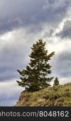 Evergreen tree stands on mountain slope edge along Beartooth Highway on Lily Lake Campground Road near Yellowstone National Park in Wyoming, USA. Single tree is dominant with second tree distantly visible.