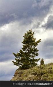 Evergreen tree stands on mountain slope edge along Beartooth Highway on Lily Lake Campground Road near Yellowstone National Park in Wyoming, USA. Single tree is dominant with second tree distantly visible.